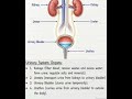 urinary system #science