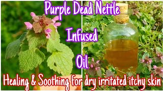 How To Make Purple Dead Nettle Infused Oil   Easily Step By Step