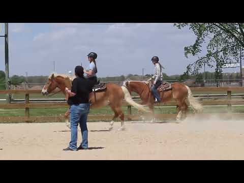 Will Magic Jet DFHF Haflinger Gelding