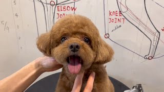 How to Balance Puppy's Fur On The Face Part | Puppy Grooming | Dog Grooming by Puppy Groomy 131 views 11 months ago 1 minute, 46 seconds