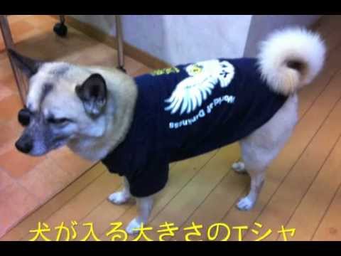 手作り犬服 リメイク Youtube