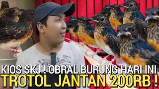 GEMPAR ! KIOS SKJ HARI INI MURAI TROTOL JANTAN 200RB 1,5 GACOR MATERI DI PASAR BURUNG PRAMUKA