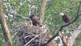 Bald Eagle Nest Falls from Tree