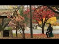 Bright, Victoria , Australia video/ Autumn in Bright video (full video)