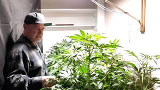Gelato teens ready for flower(1)