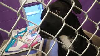 Hssaz Shelter Enchi 1Y Pet Id 875274 Kennel 34 Old Film 20190524 160607