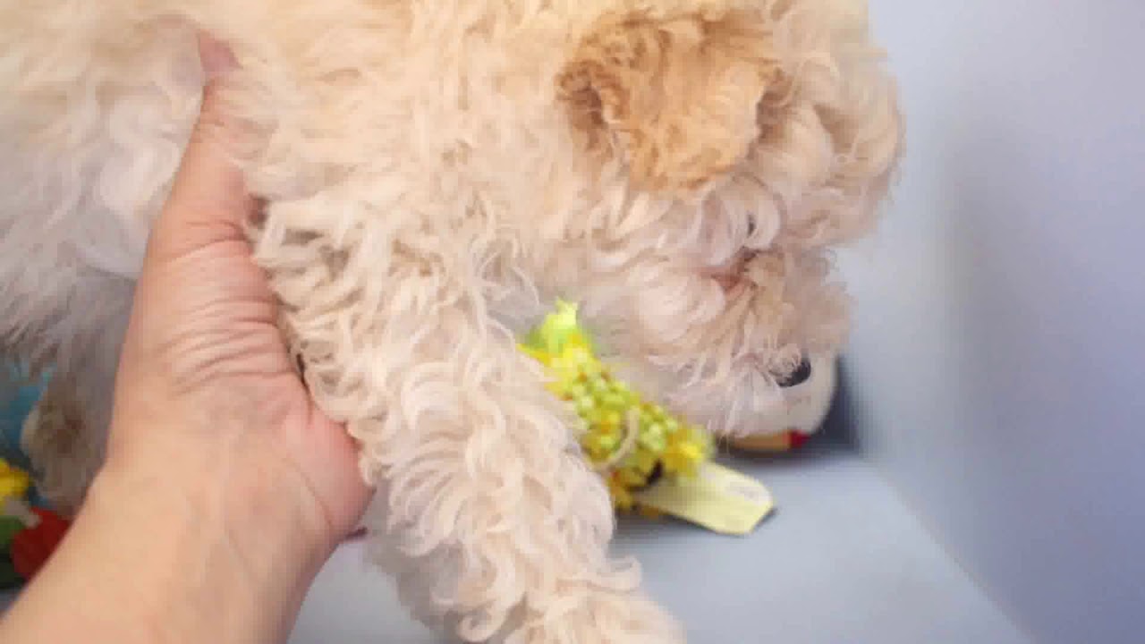 プーリー 静岡県 女の子 19年3月27日 クリーム しっかりボディの女の子 みんなのブリーダー 子犬id 1906