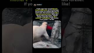 Baby Polar Bear Puts Traffic Cone On Head And Runs Straight Into Mom #youtube#memes
