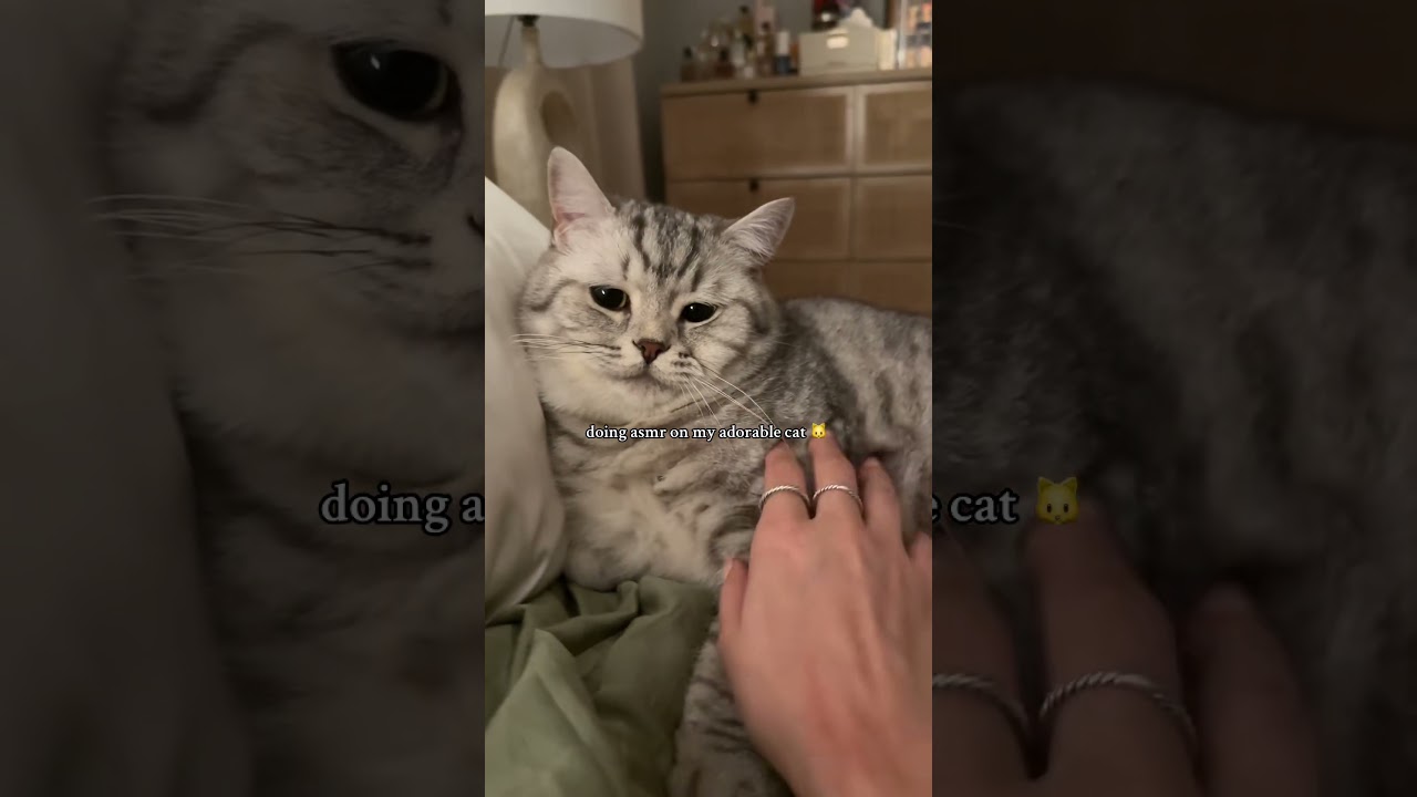 ASMR on my chonk 😍 