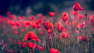 20 minutes of Peaceful Piano Music in VIBRANT Flower field | Nature Meditation | Attract Positivity screenshot 1