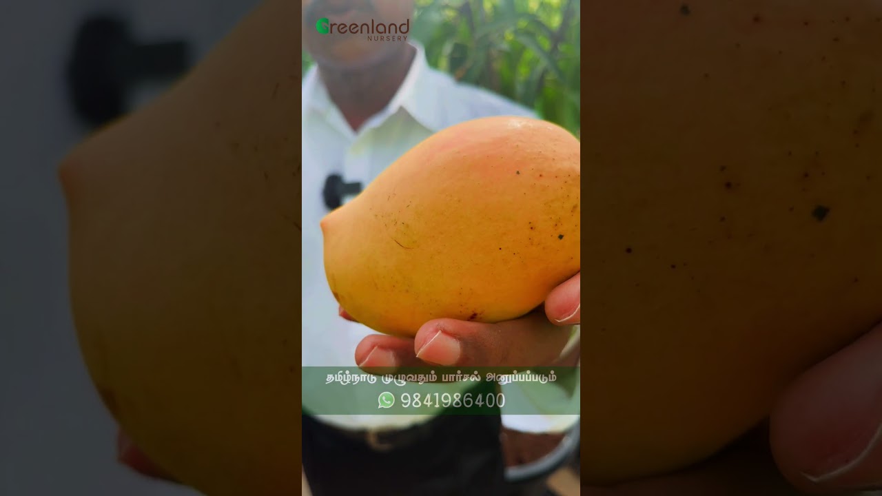 🥭இந்தியாவின் பாரம்பரியமான கேசர் மாம்பழம் இப்போ சென்னையில் | India's Pride Kesar Mango is Here Now🥭
