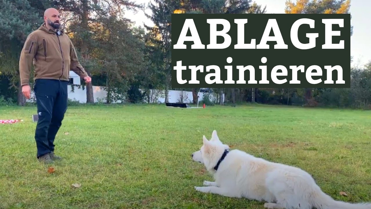 Training der Ablageübung für die Begleithundeprüfung