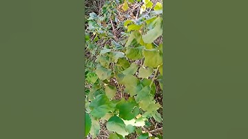 القرآن الكريم القارىء الشيخ محمد علي سليمان تلاوة مباركة أستمع للقرآن الكريم ثواني