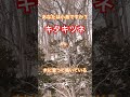 あなたは小鳥ですか？木に登って鳴いてるキタキツネ#北海道#キタキツネ#きつね#動物#zoo#キタキツネ牧場#fox#鳴き声#癒し#wildlife