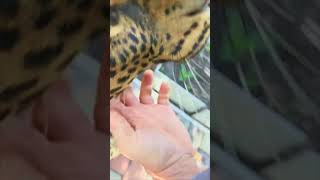 Leopard Rolls on Its Back While Playing With Its Owner