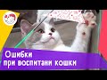 5 распространенных ошибок при воспитании кошки