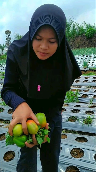 Metik sayur #shorts #panensayur #lerenggunung #wonosobo #arliantv