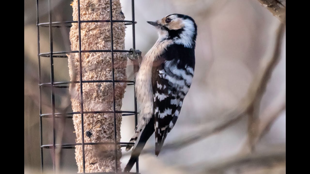 Niemenranta ja Iidesjärvi 2025 03 03