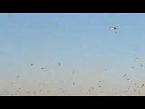 Spookin' the Sea Gulls on Smith Mountain Lake