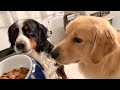 老犬バーニーズが打ち解けてきました