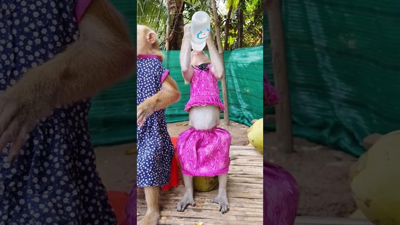 YaYa and Shally love coconut water  