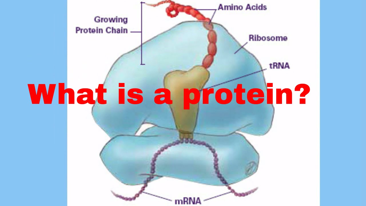 How A Protein Is Made Up Of