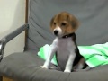 Beagle Puppy Barking For The First Time Beagle Puppy Barking For The First Time