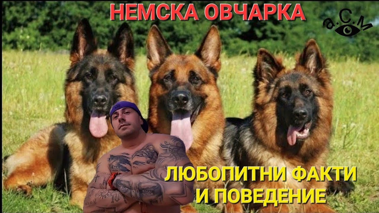 НЕМСКА ОВЧАРКА - ЛЮБОПИТНИ ФАКТИ И ПОВЕДЕНИЕ    а.С.м