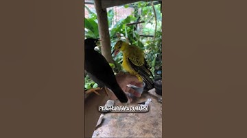 Penghuni baru di aviary #birds #kicaumania #burung #kicaumanianusantara #burungkicau #aviary #bird