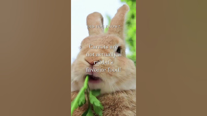 🐰🥬 What Do Rabbits Really Eat? #didyouknow