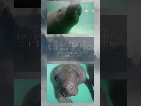 Endangered species -