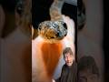 The Cuban Boa HUNTS IN GROUPS 