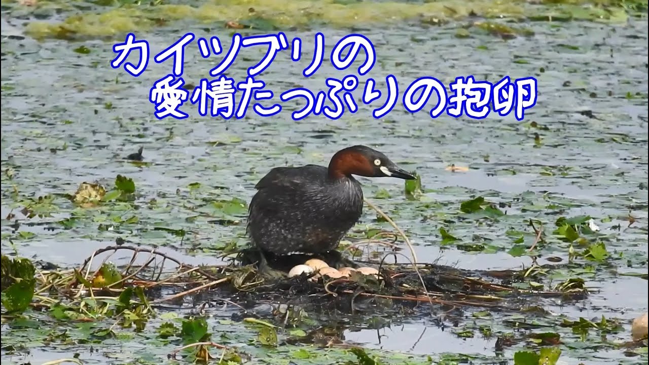 第一部 カイツブリの愛情たっぷりの抱卵 Youtube 第一部 カイツブリの愛情たっぷりの抱卵 Youtube