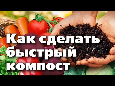 Video: Эртең менен даңкты кантип отургузуу керек (сүрөттөр менен)