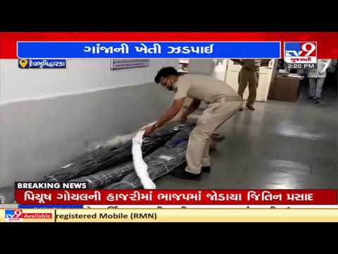 Police arrests 1 for growing weed in Dwarka, materials worth Rs. 6 lakh seized | TV9News