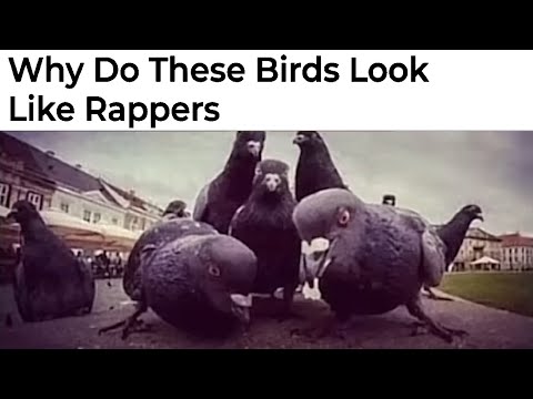 Hilarious Bird Memes