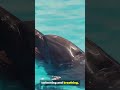 This Animal Never Fully Sleeps (Here’s Why)