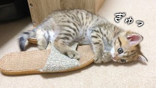 【お蔵出し】スリッパが神隠しになる原因がついに判明しました！