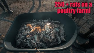 250+ rats from a poultry shed!