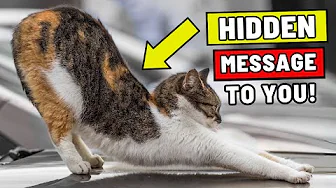 Your Cat Stretches Near You on Purpose – THIS WILL BREAK YOUR HEART
