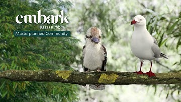 Embark Busselton TVC: Kookaburra & Seagull 3D Animation | PROmax3D
