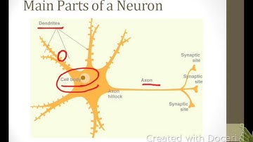 SJSU Neurophysiology - Lecture 1 - Parts of a Neuron