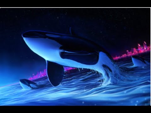 Video: Skillnaden Mellan Orca Och Späckhuggare