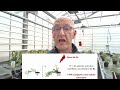 Irradiance  mise au point dun systme de production innovant de plantes compactes et ramifies