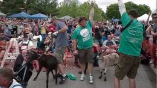 Sly Fox Brewing Company Bock Fest and Goat Races 2013