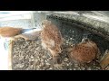 Kestrel Chicks Day 31 -  11th January 2021