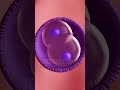 3D view of fertilizatation process |#3d #3danatomy #fertilization @SciePro @SmartDoctor1