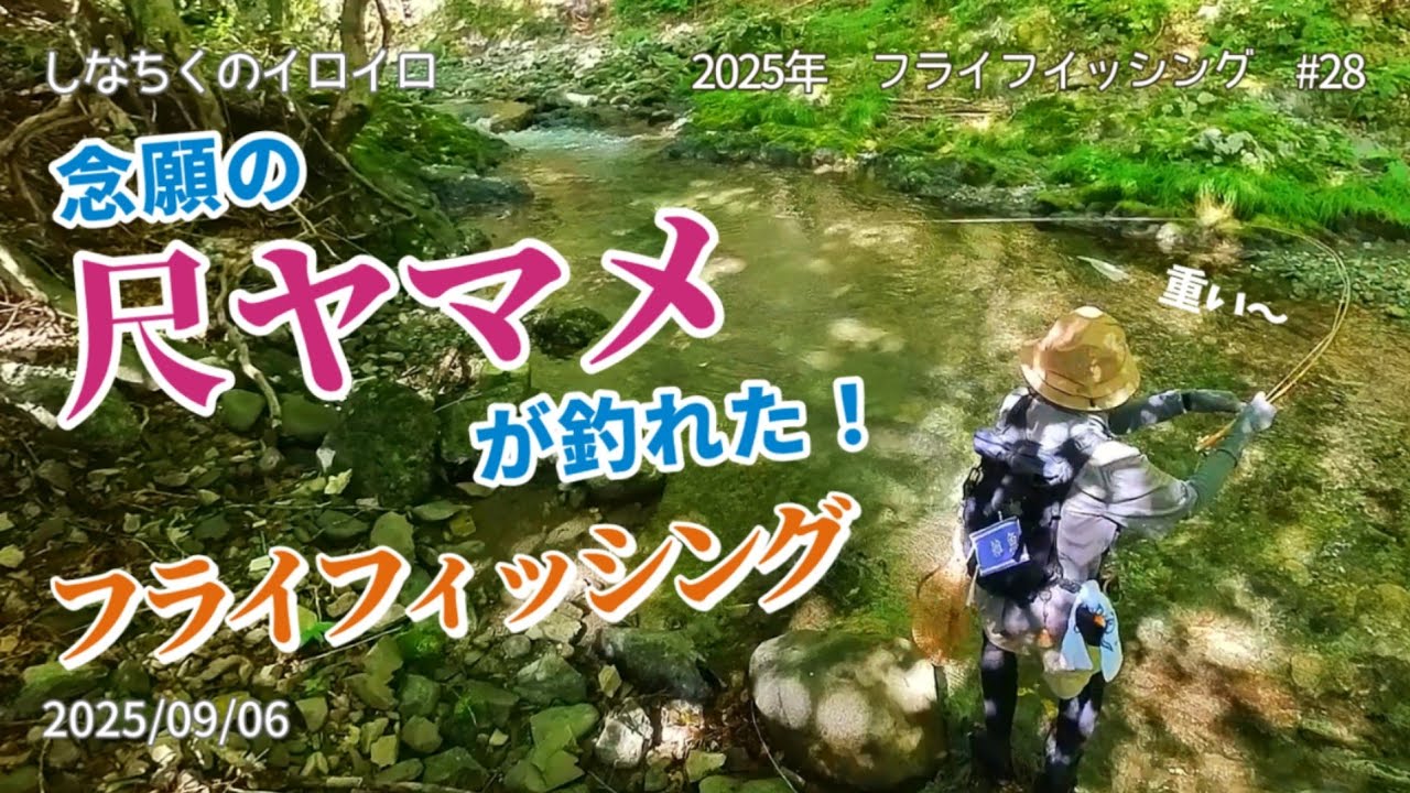 念願の尺ヤマメが釣れた！ フライフィッシング（2025/09/06）