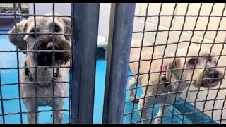Huge puppy mill bust in B.C.