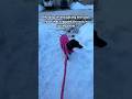 PAW PATROL #snow #dogbreed #doggielife #dachshund #dog #pets #shorts #fyp